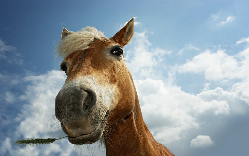Horse with Wheat Stalk — Blue, Serene, Afternoon