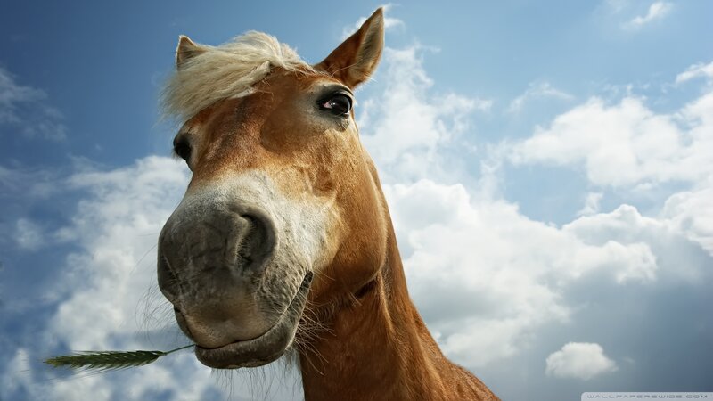 Horse with Wheat Stalk — Blue, Serene
