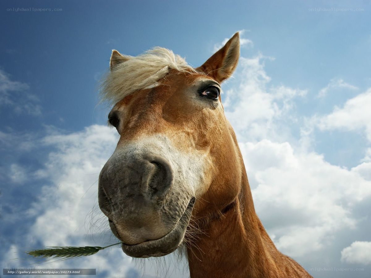 horse with wheat stalk