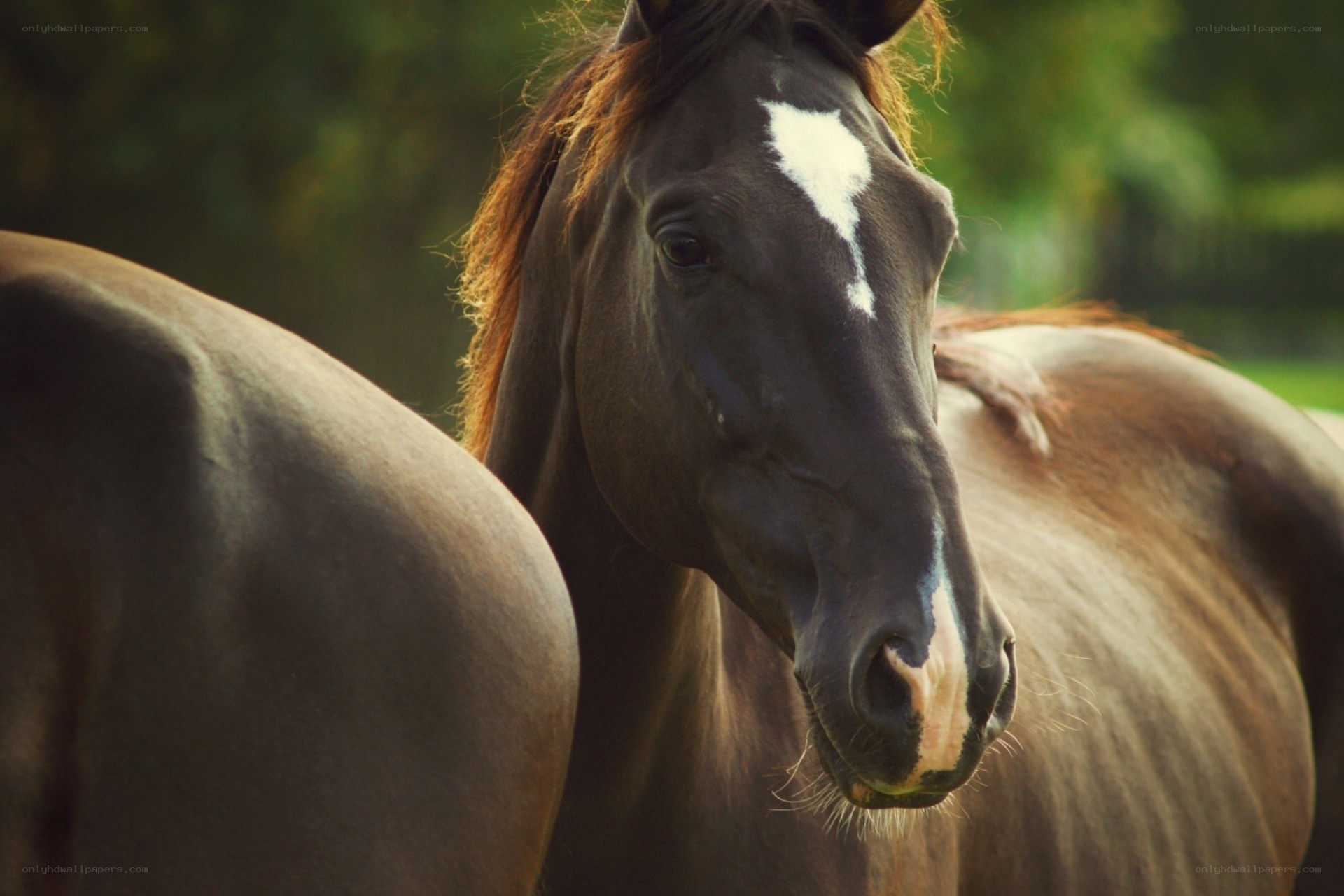 horse with white blaze