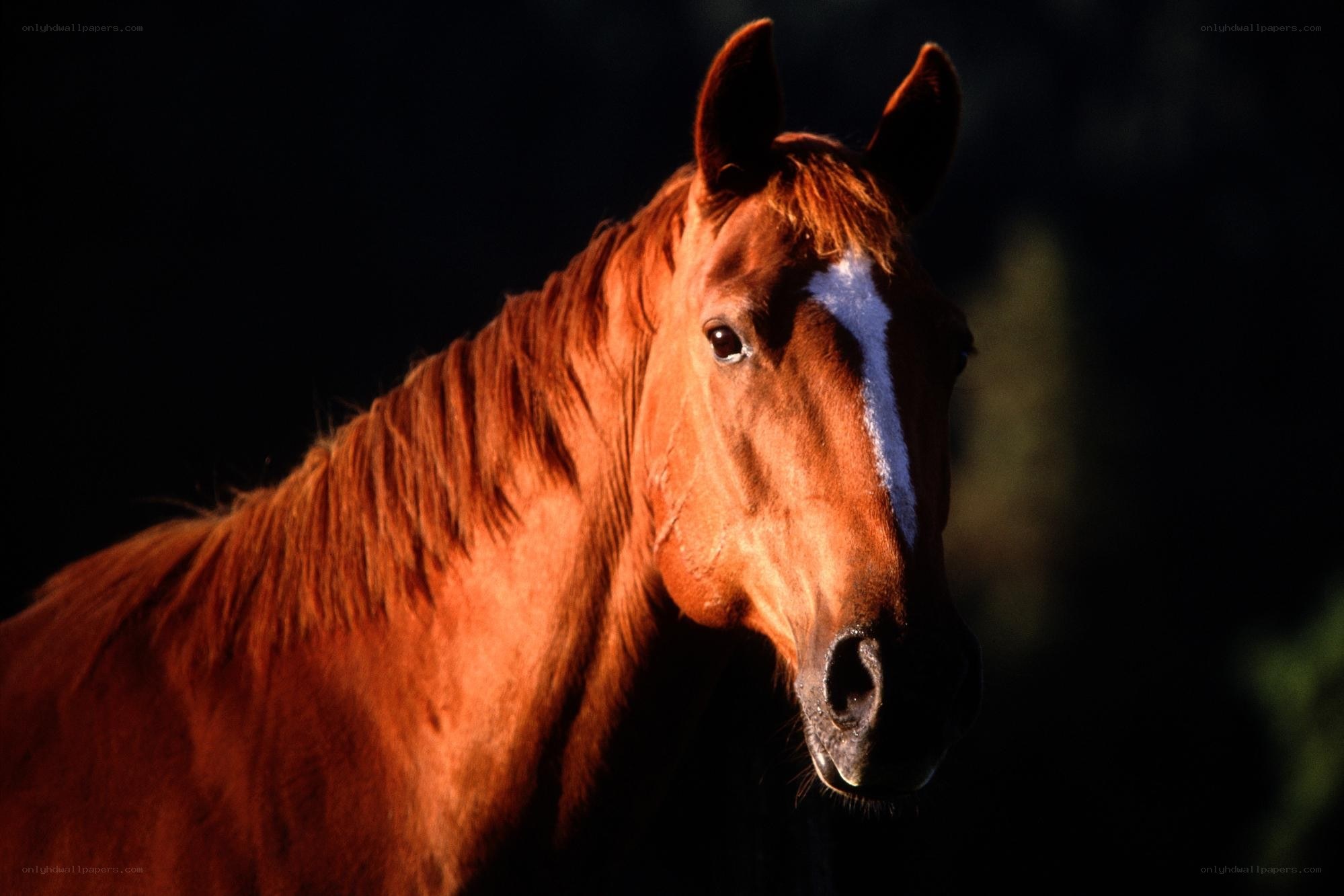 horse with white blaze