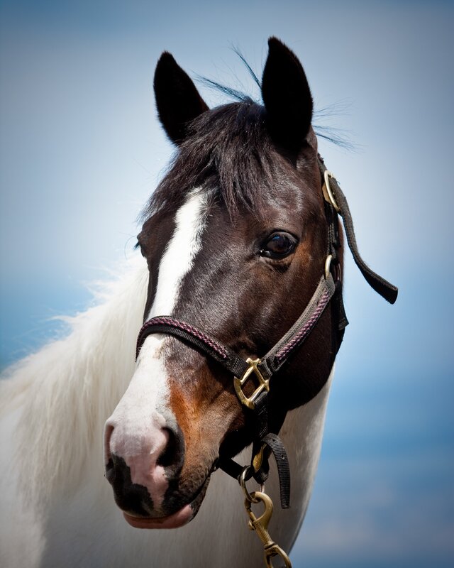 horse with white blaze
