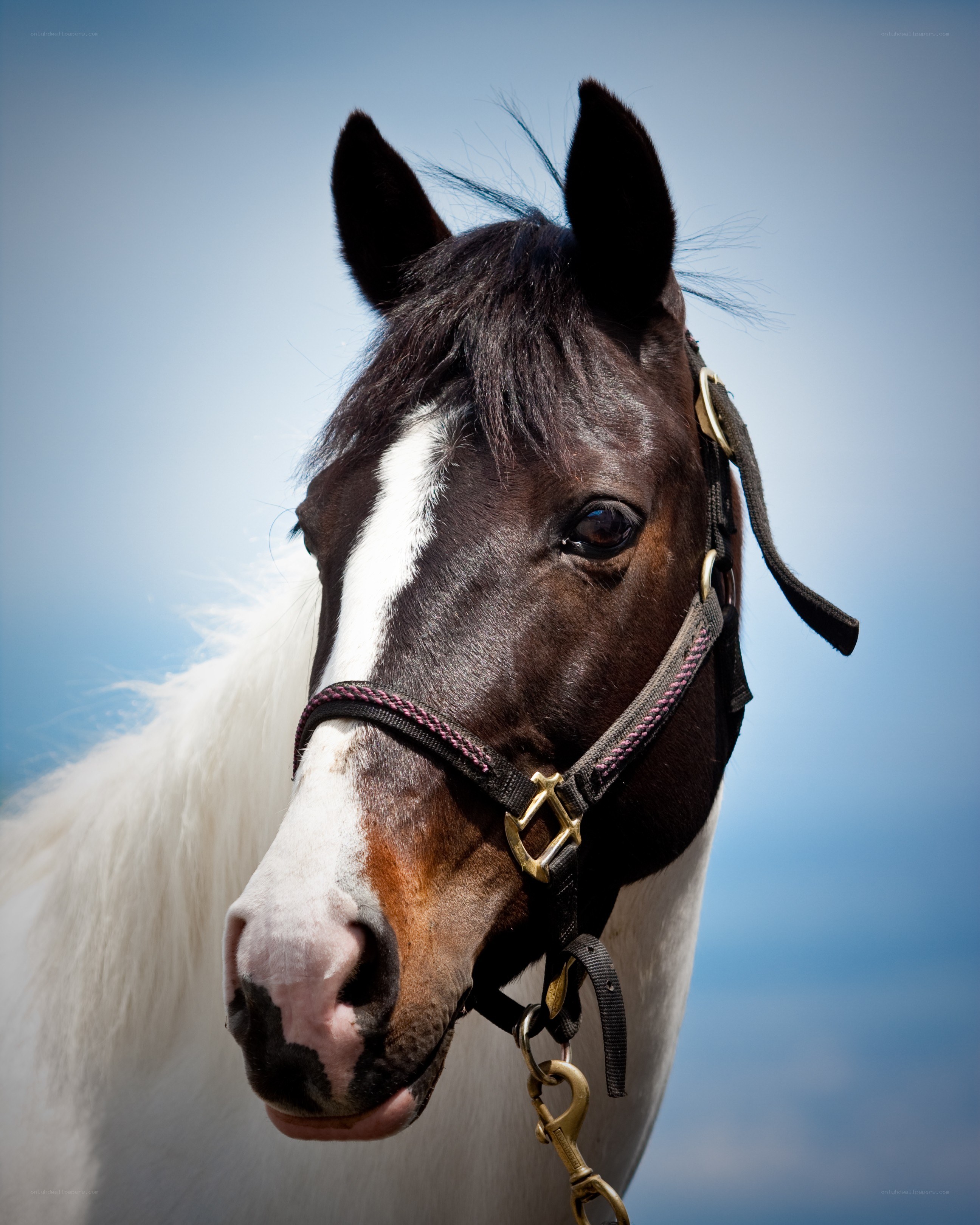 horse with white blaze