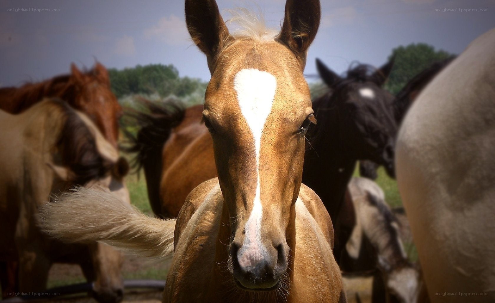 Horse with white blaze on face