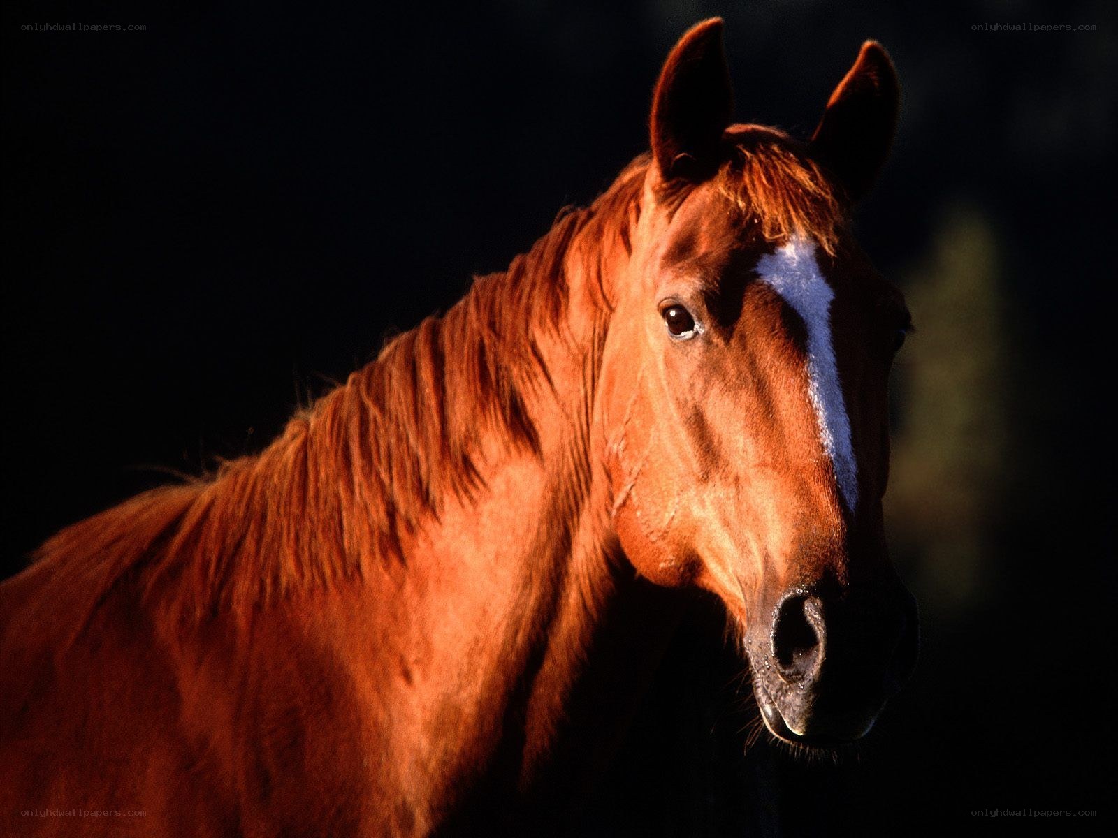 horse with white blaze