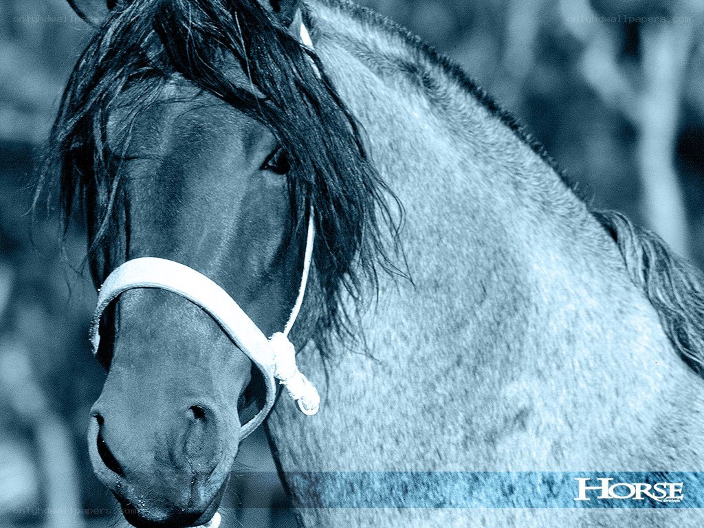 horse with white halter