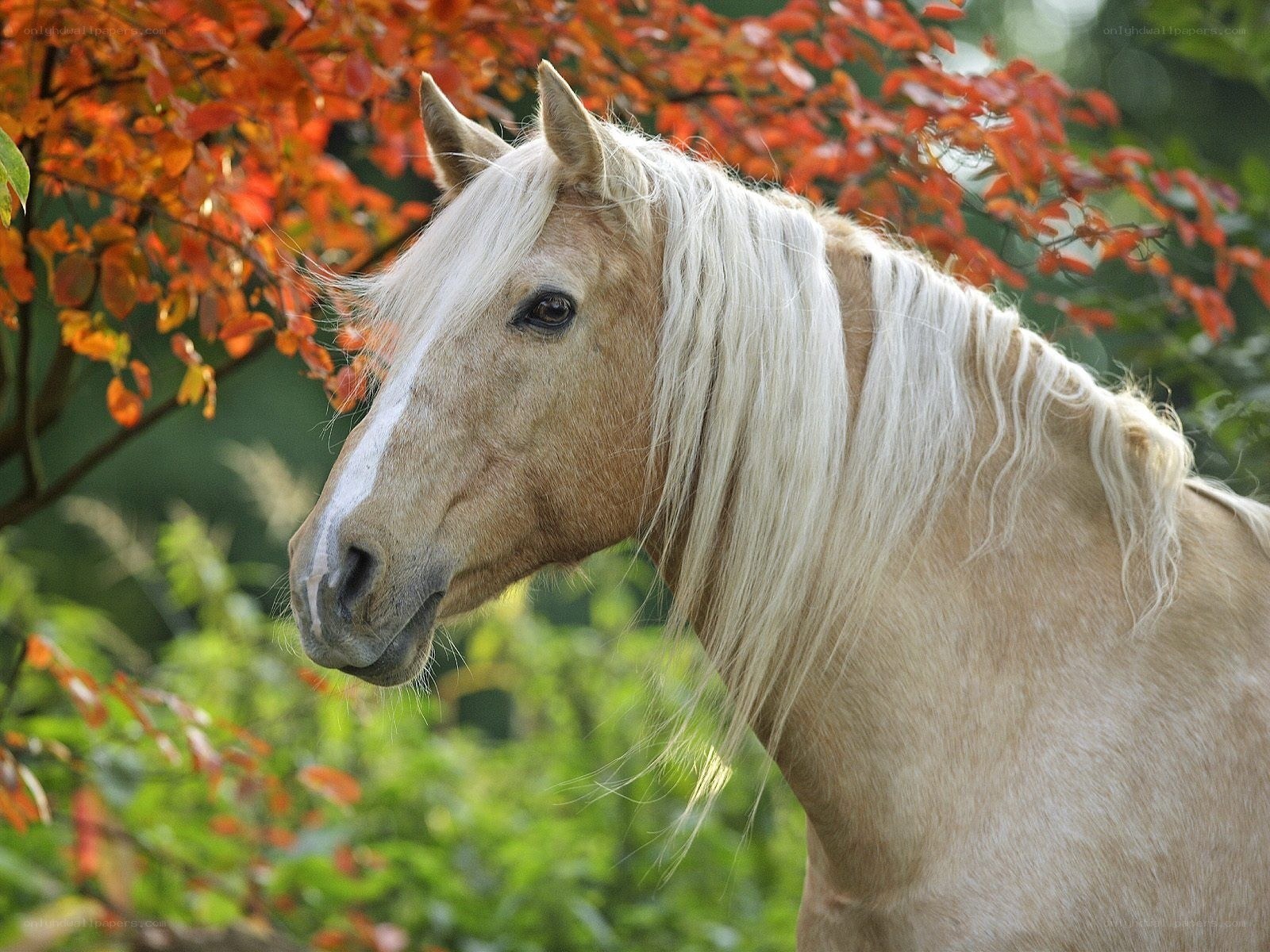horse with white mane