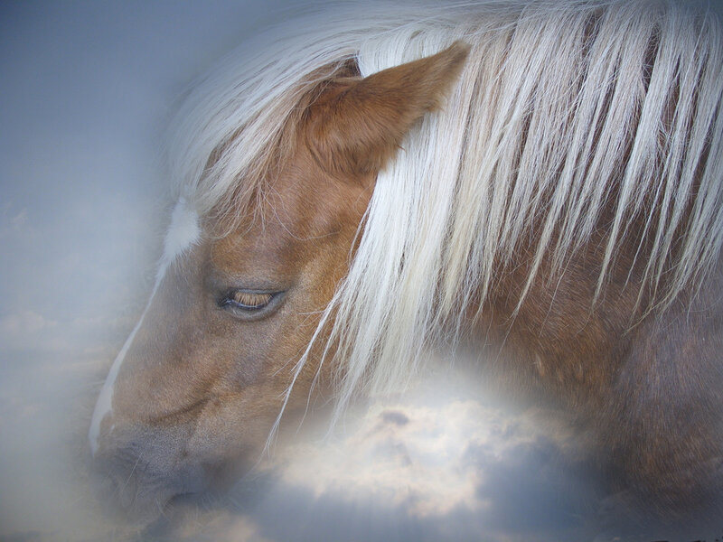 horse with white mane