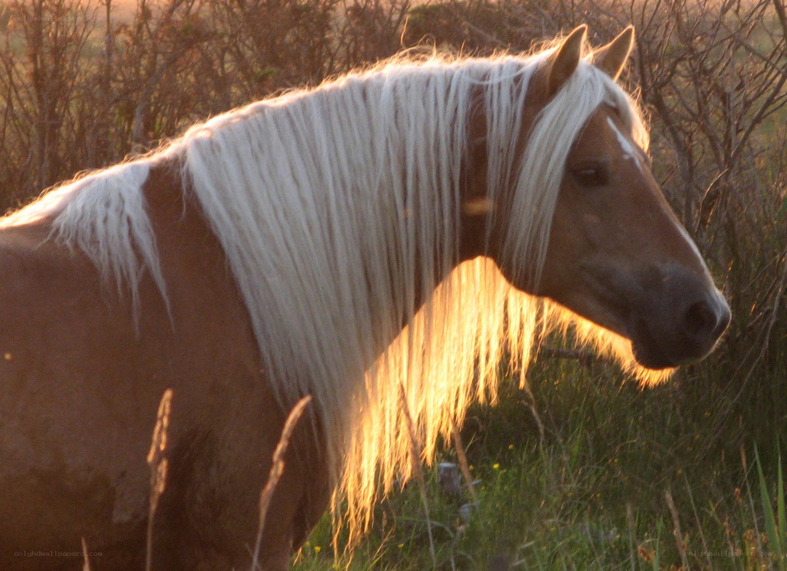horse with white mane at sunset