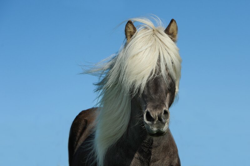 Horse with White Mane — Blue