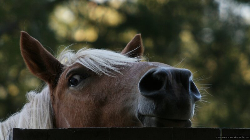 Horse with White Mane — Brown, Curious