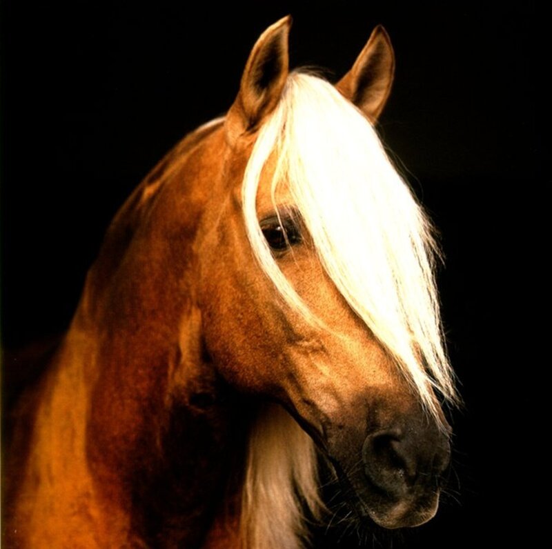 Horse with White Mane — Brown