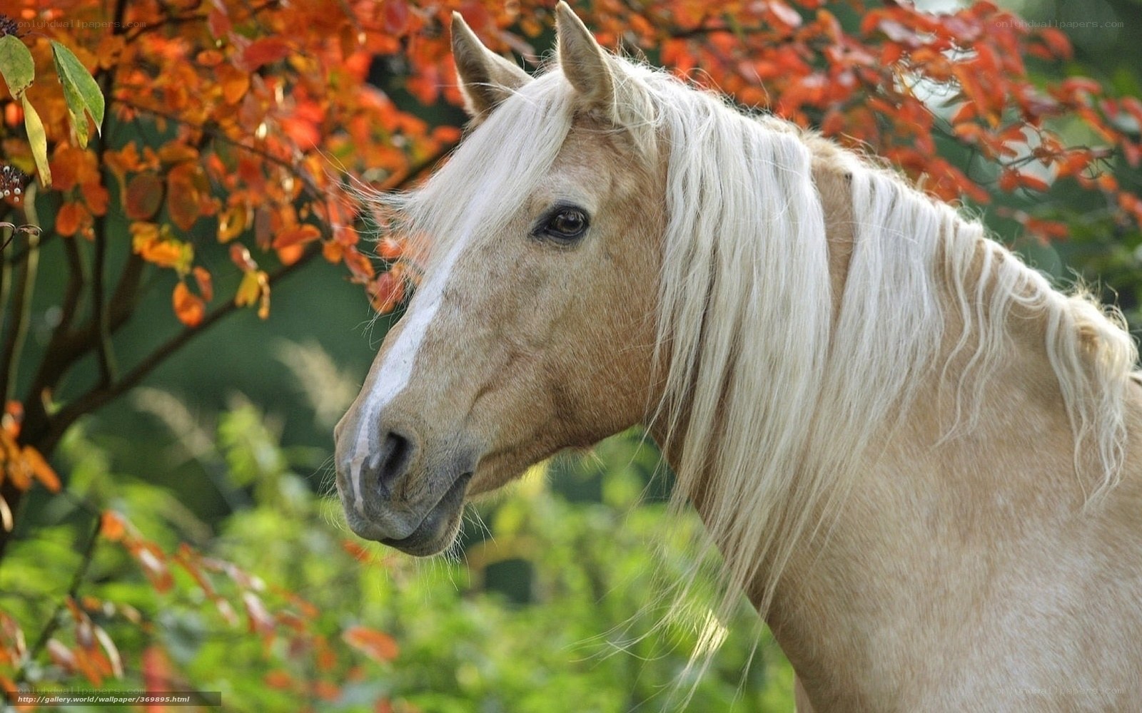 horse with white mane in autumn