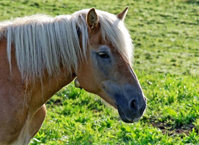 horse with white mane in field
