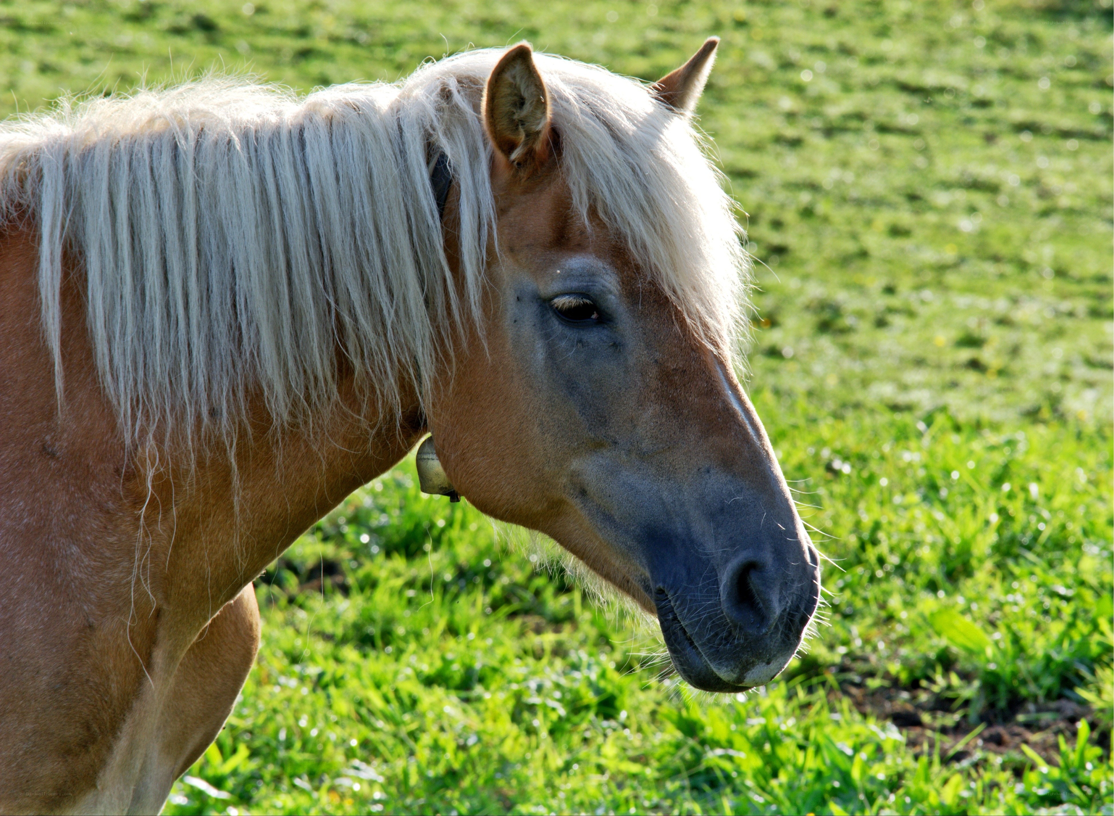 horse with white mane in field