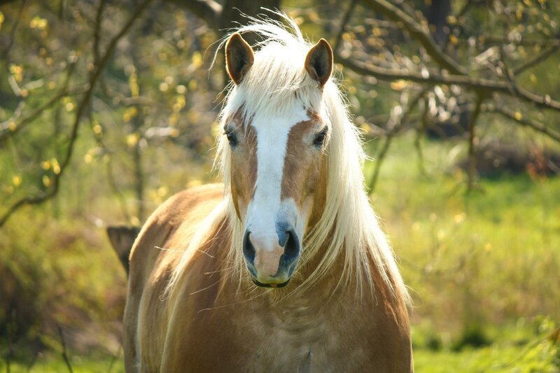 horse with white mane