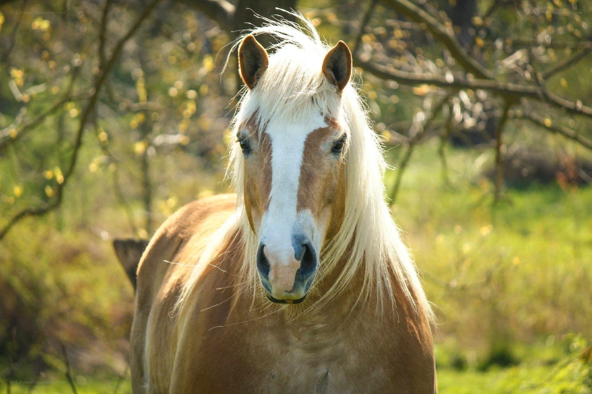 horse with white mane