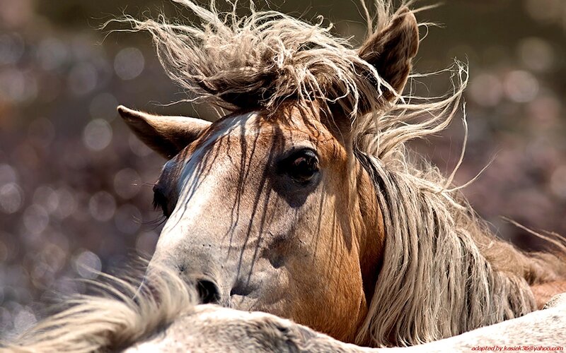 horse with windblown mane