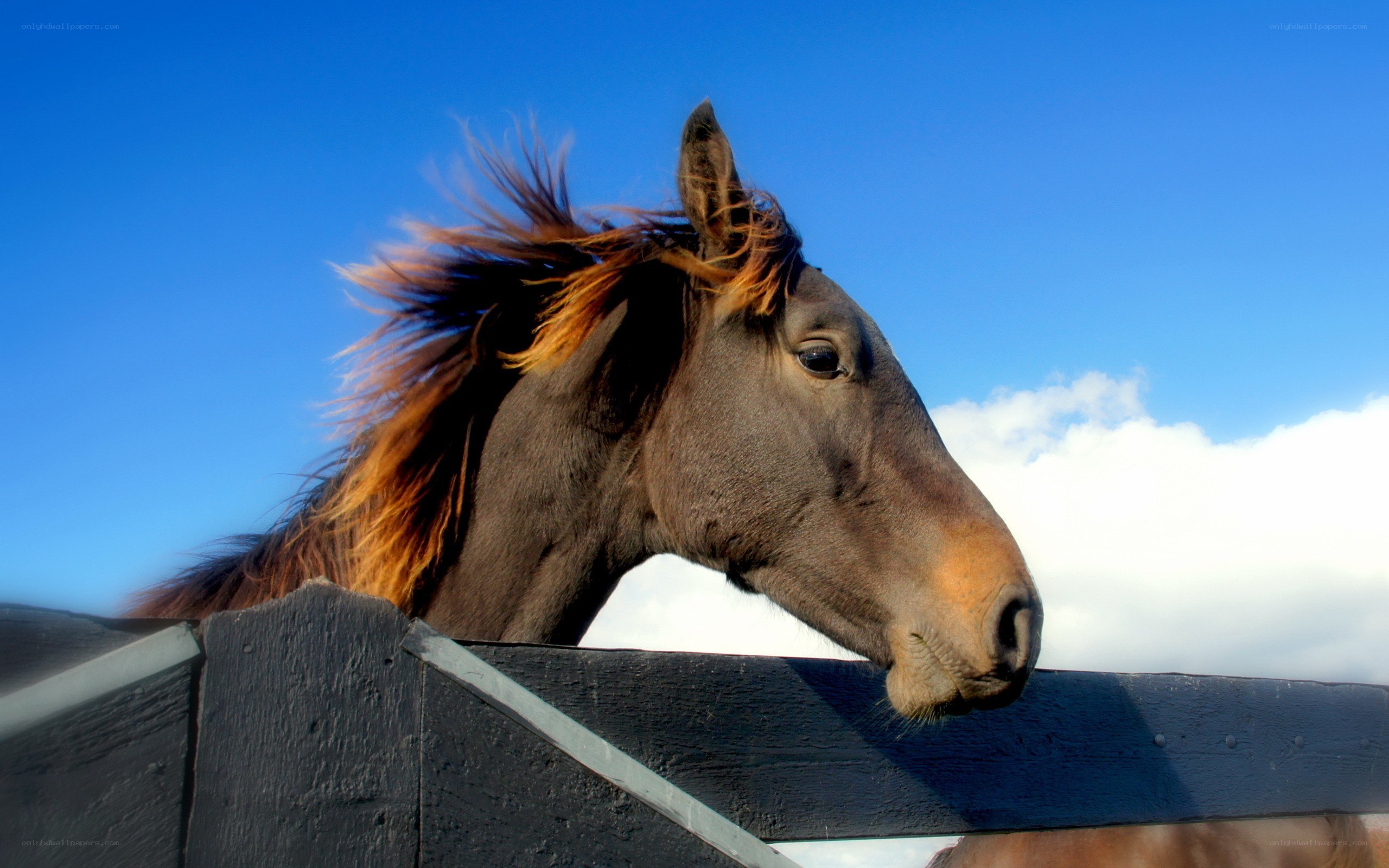 horse with windblown mane