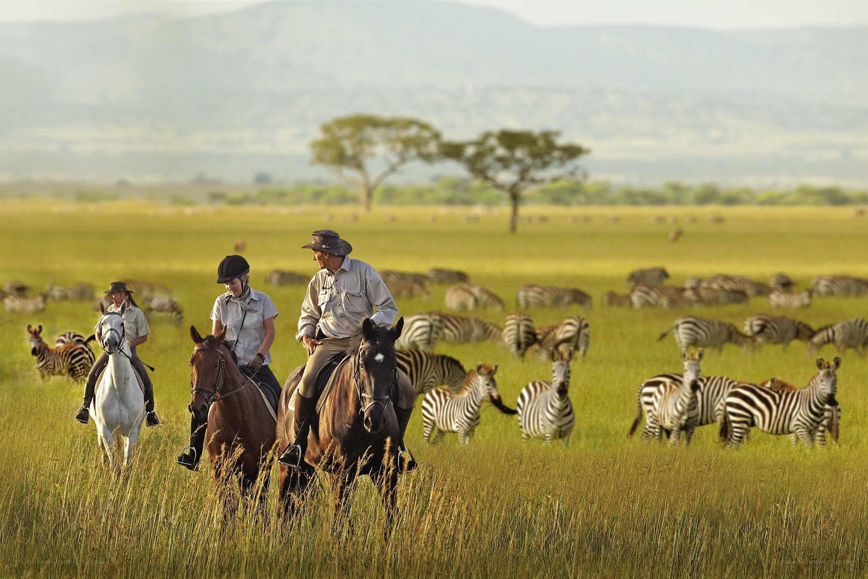 Horseback riding with zebras