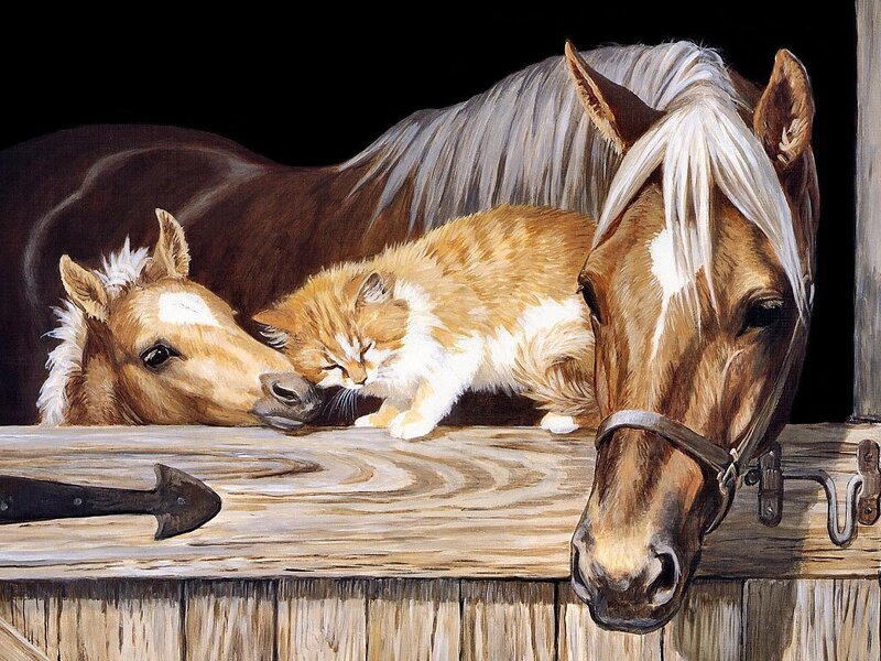 Horses and cat resting together