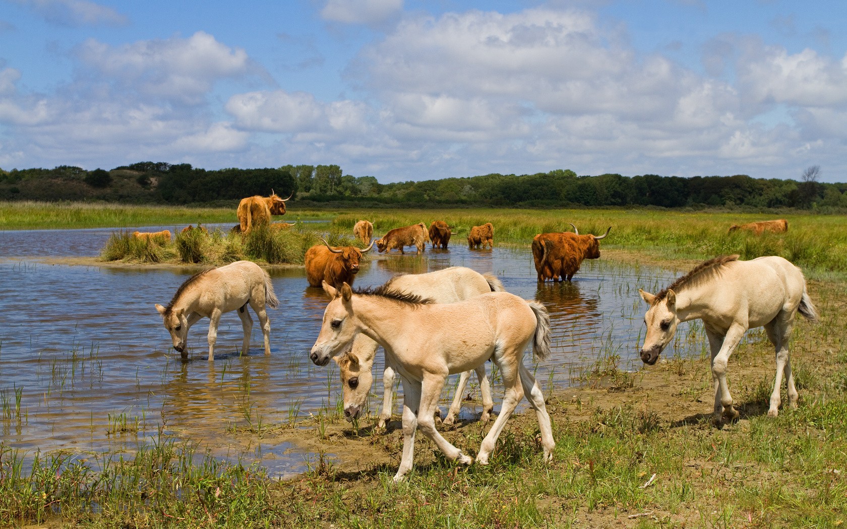 Horses and cattle in a marsh