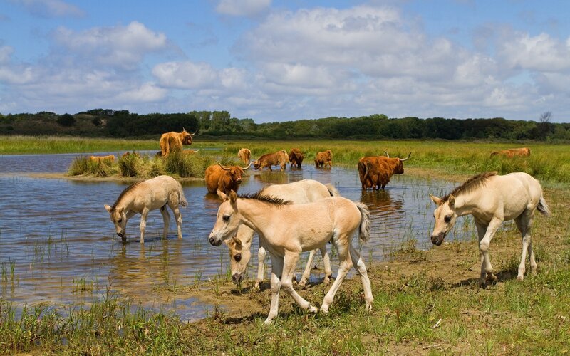 Horses and Cattle in Marsh