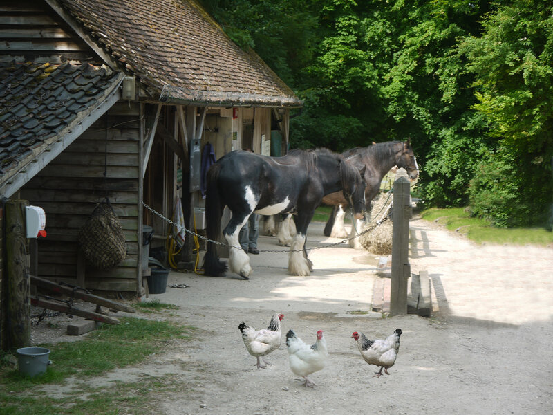 Horses and Chickens