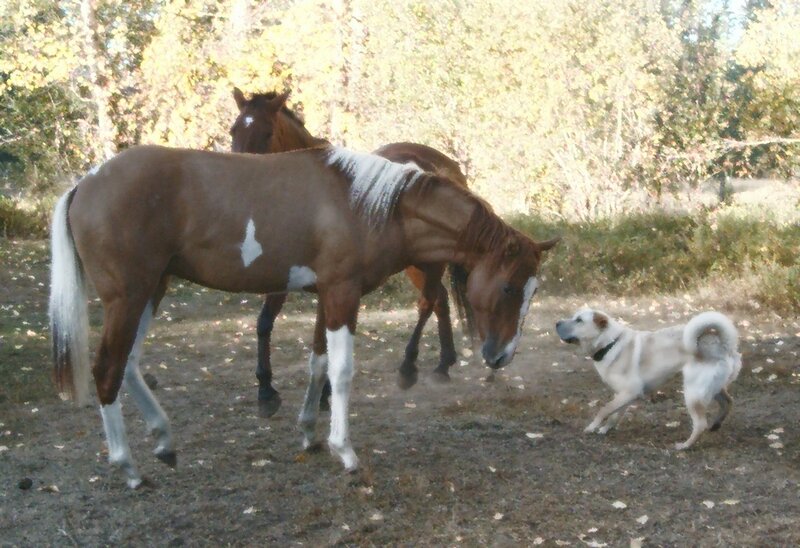 Horses and dog in a field