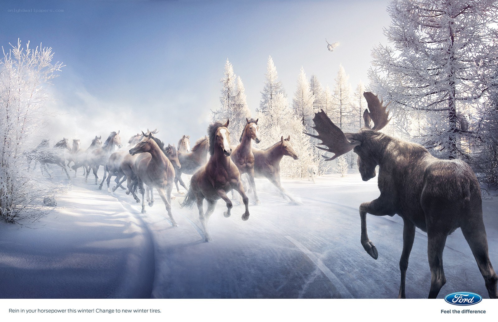 Horses and moose in winter