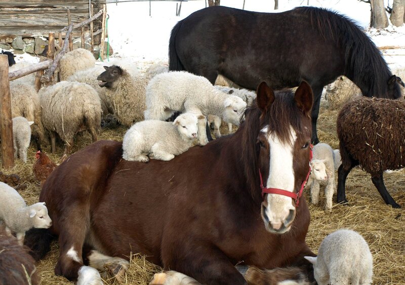 Horses and Sheep in Barn