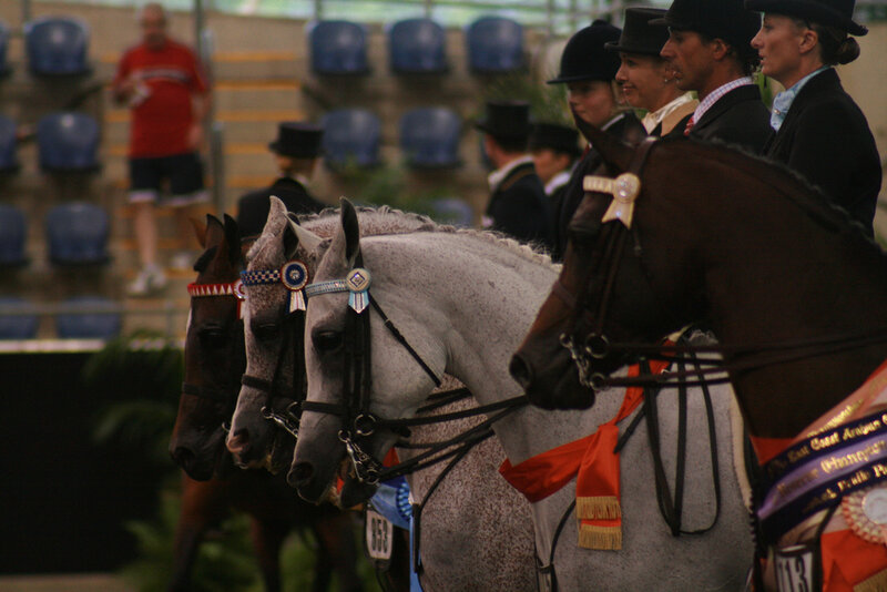 Horses at a competition