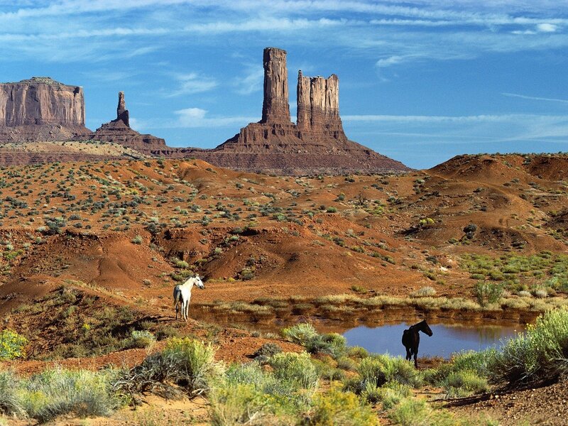 Horses at a desert waterhole