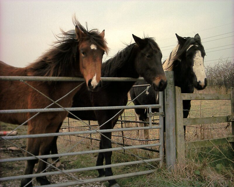 horses at a gate