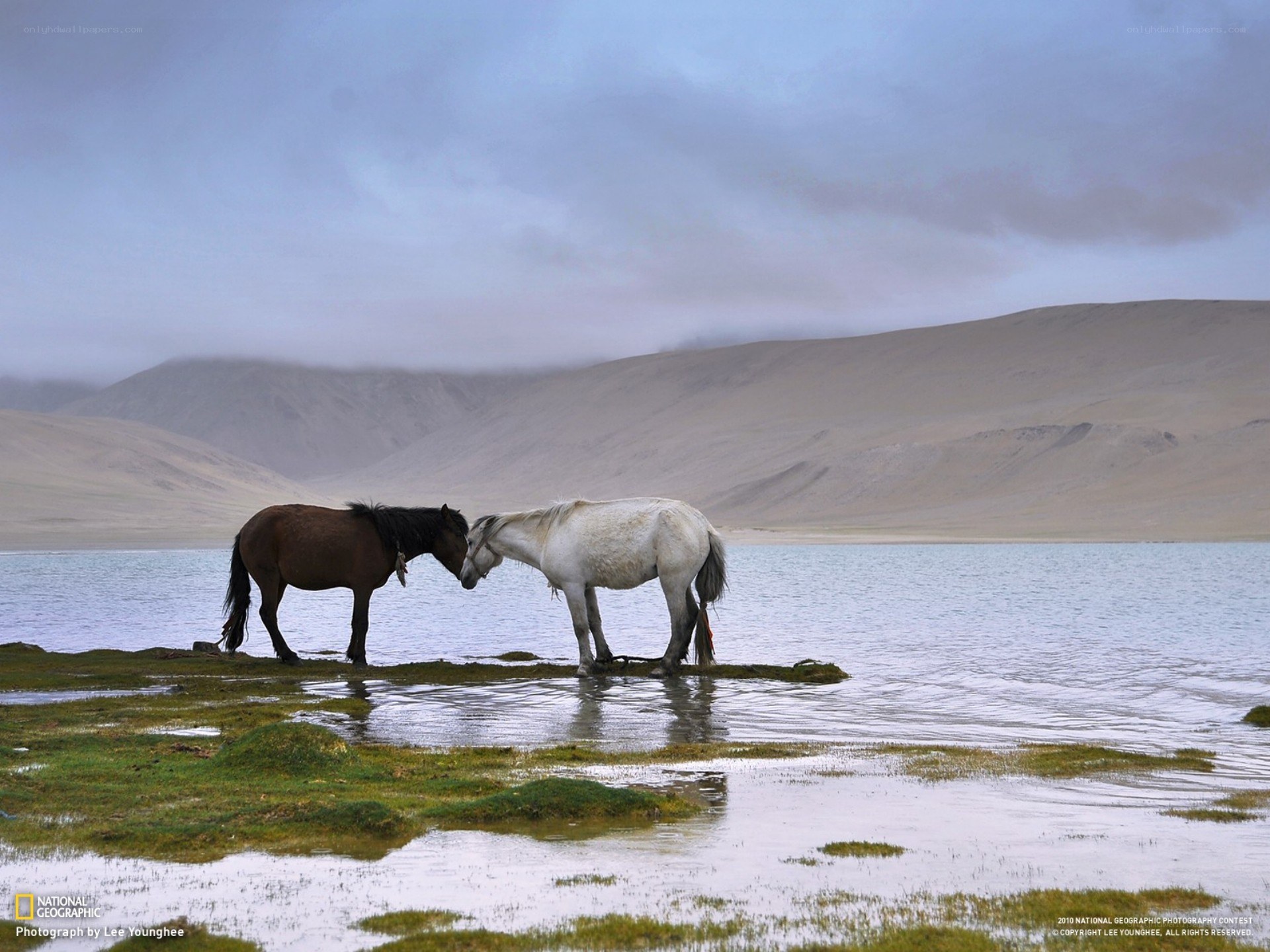 Horses at a mountain lake