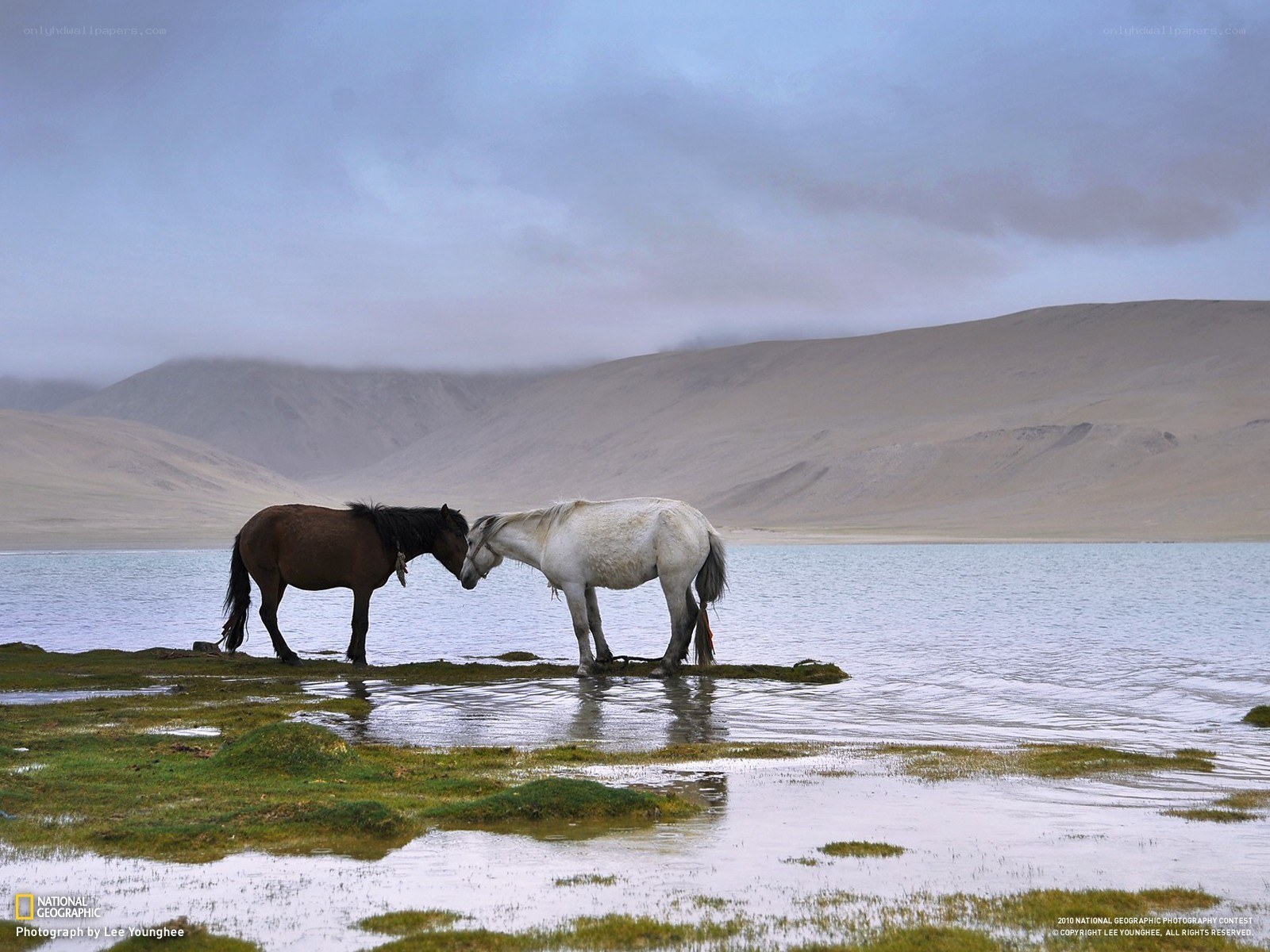 Horses at a mountain lake