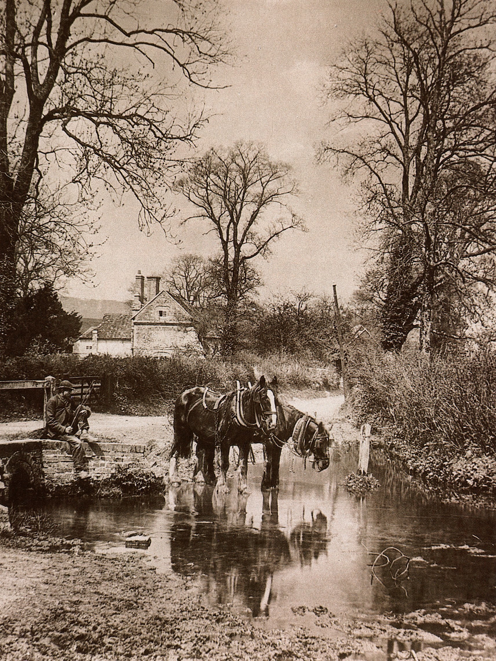 Horses at a rural stream