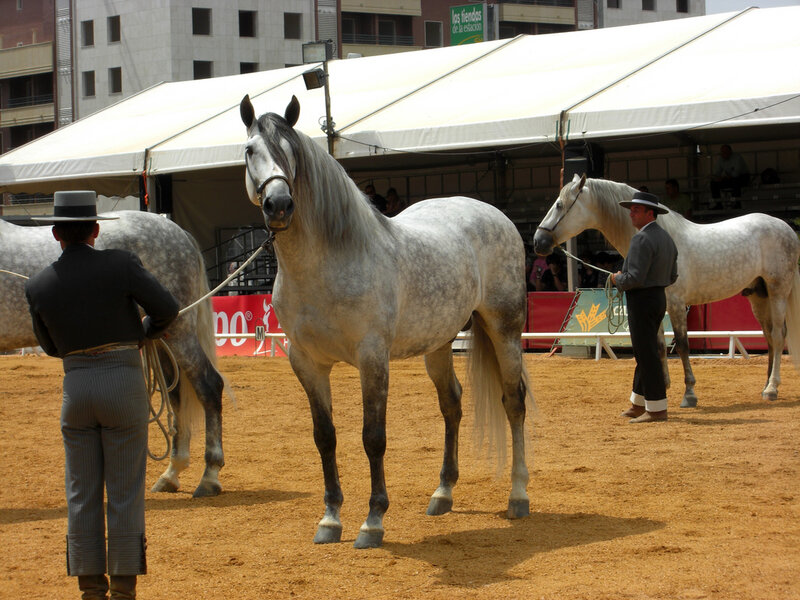 Horses at a show