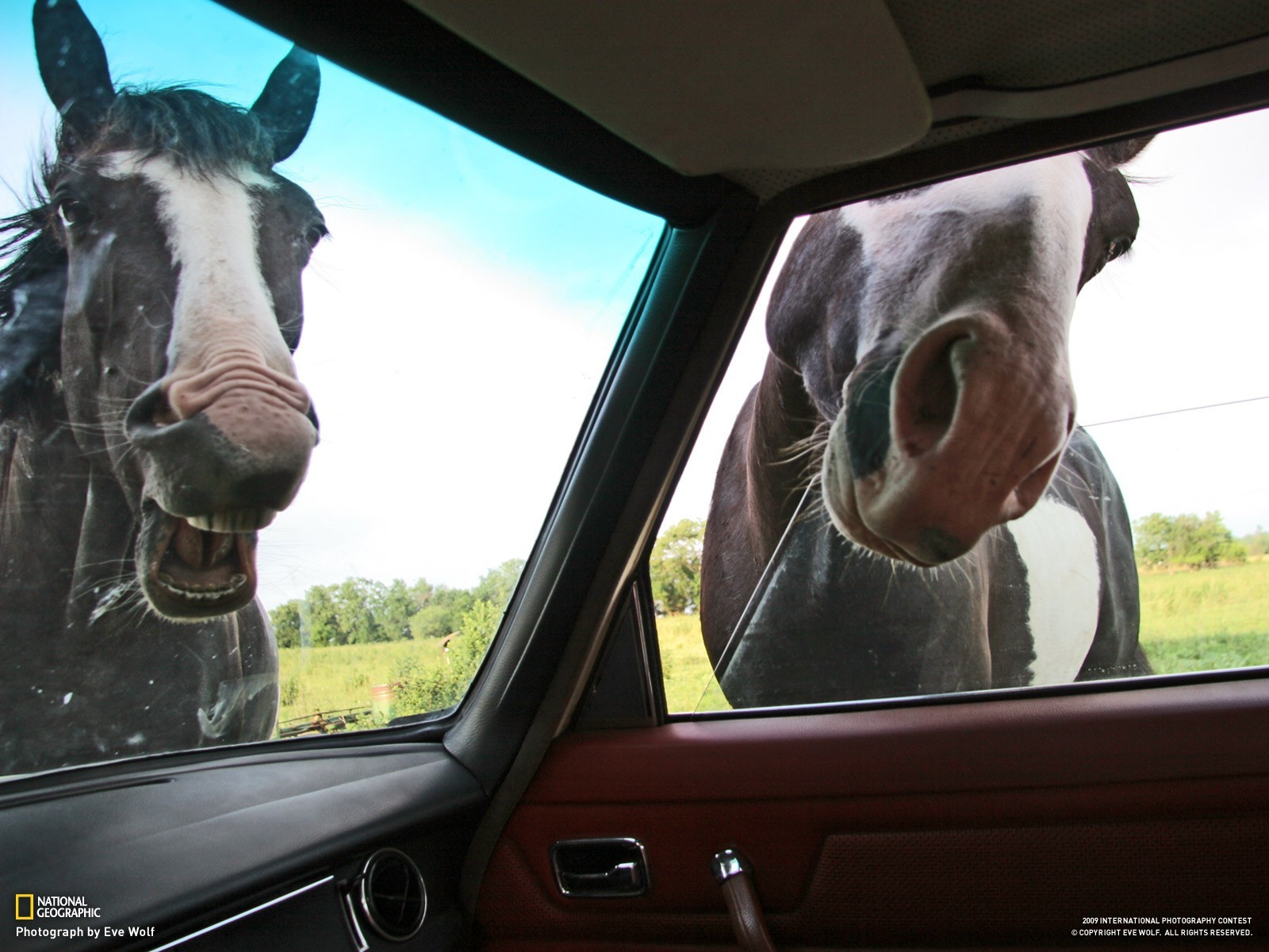 Horses at car windows