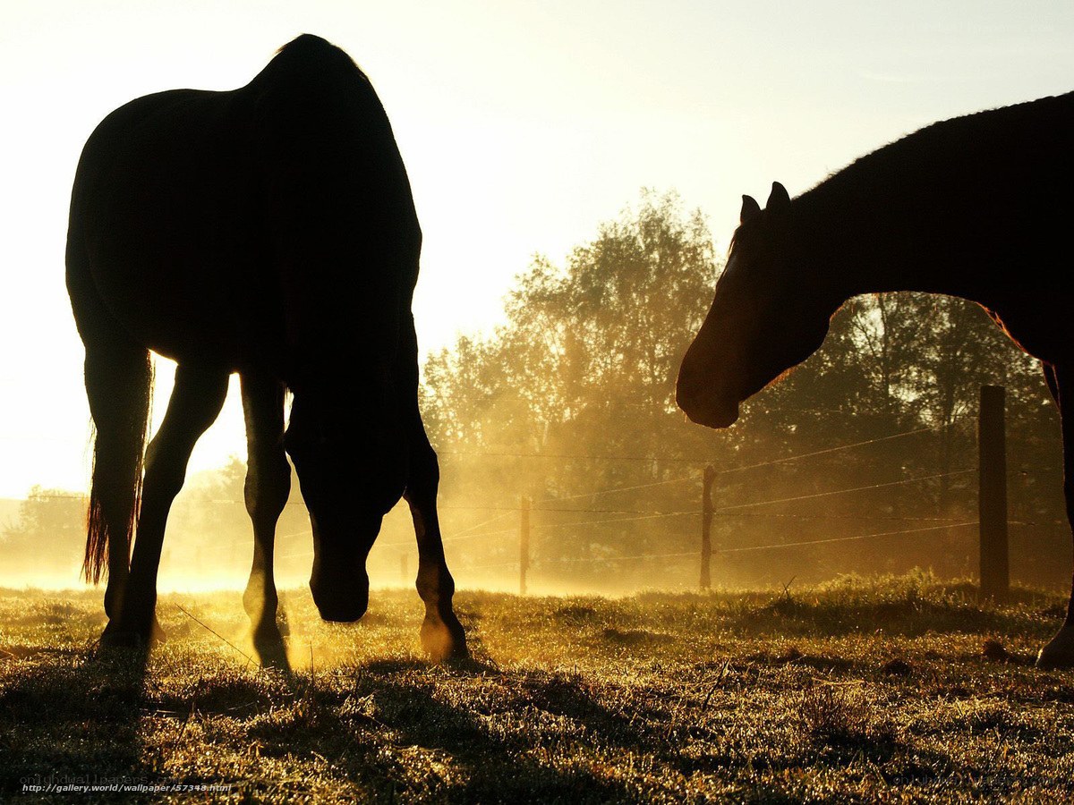 Horses at sunrise in a field