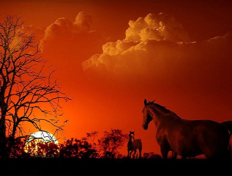 Horses at sunset
