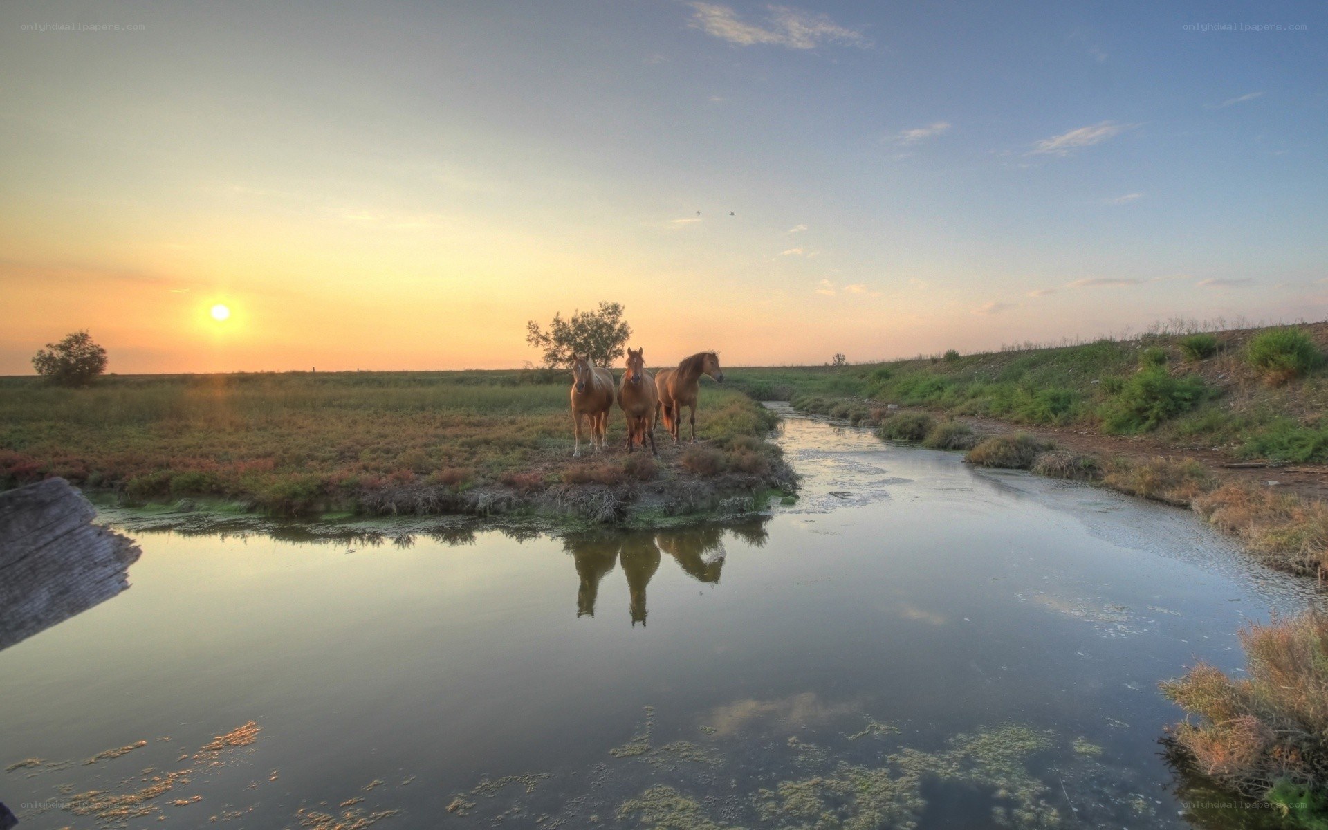 Horses at sunset by a river