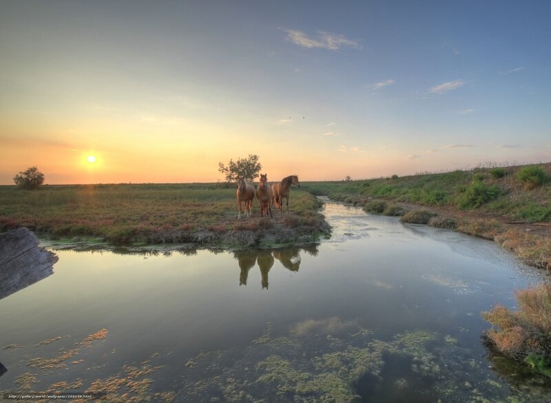 Horses at sunset by the river