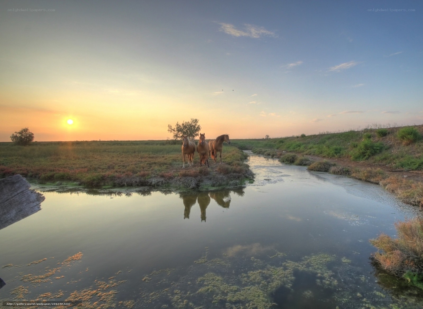 Horses at sunset by the river