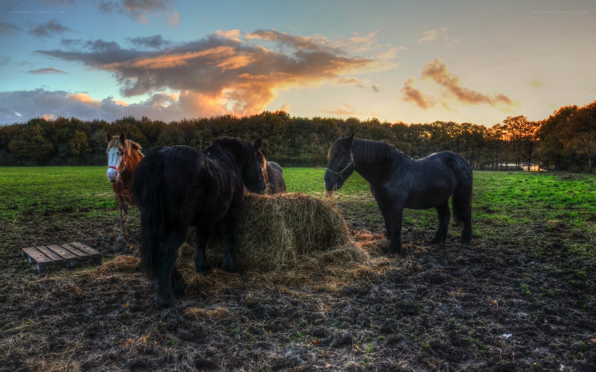 Horses at sunset in a field