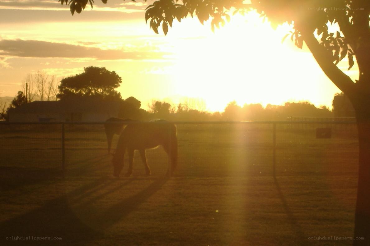 Horses at sunset in a field