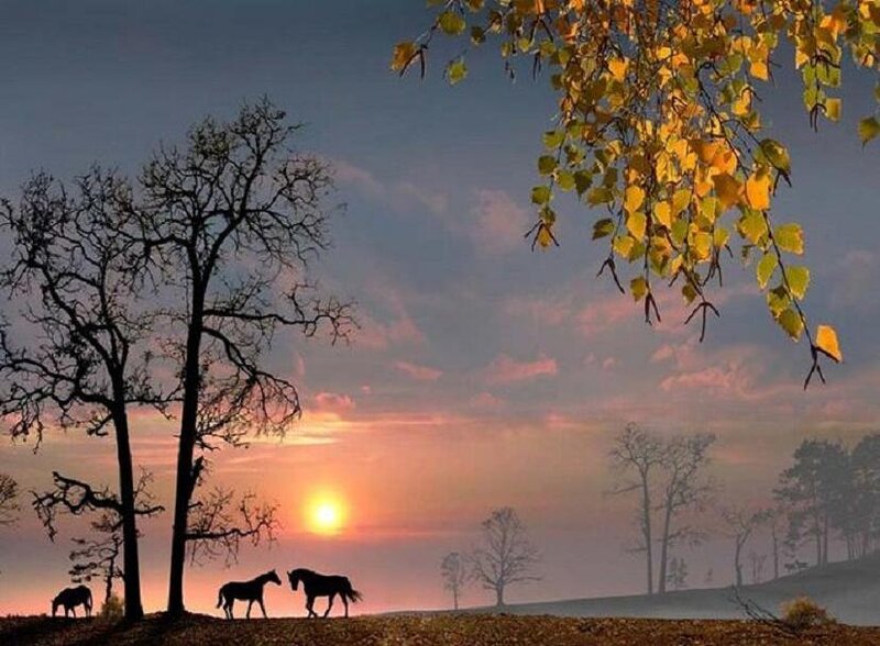 Horses at Sunset — Orange, Serene