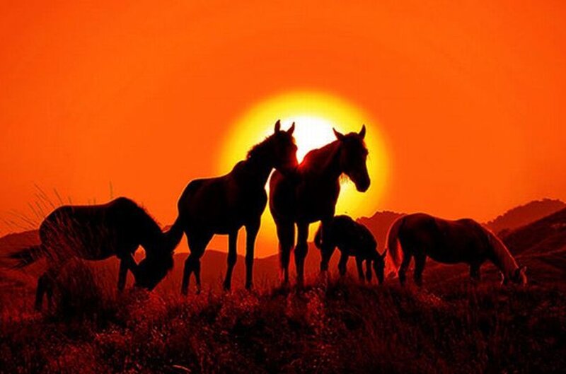 Horses at Sunset — Orange