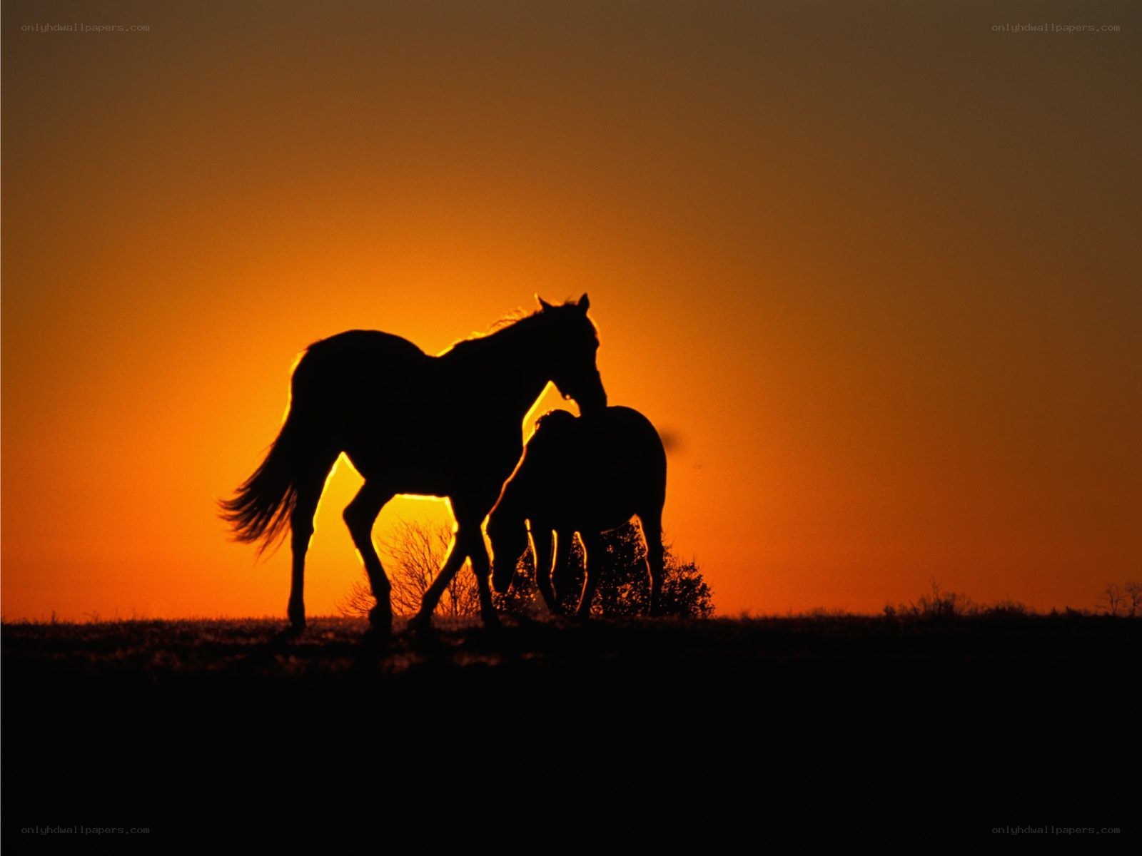 Horses at sunset silhouette