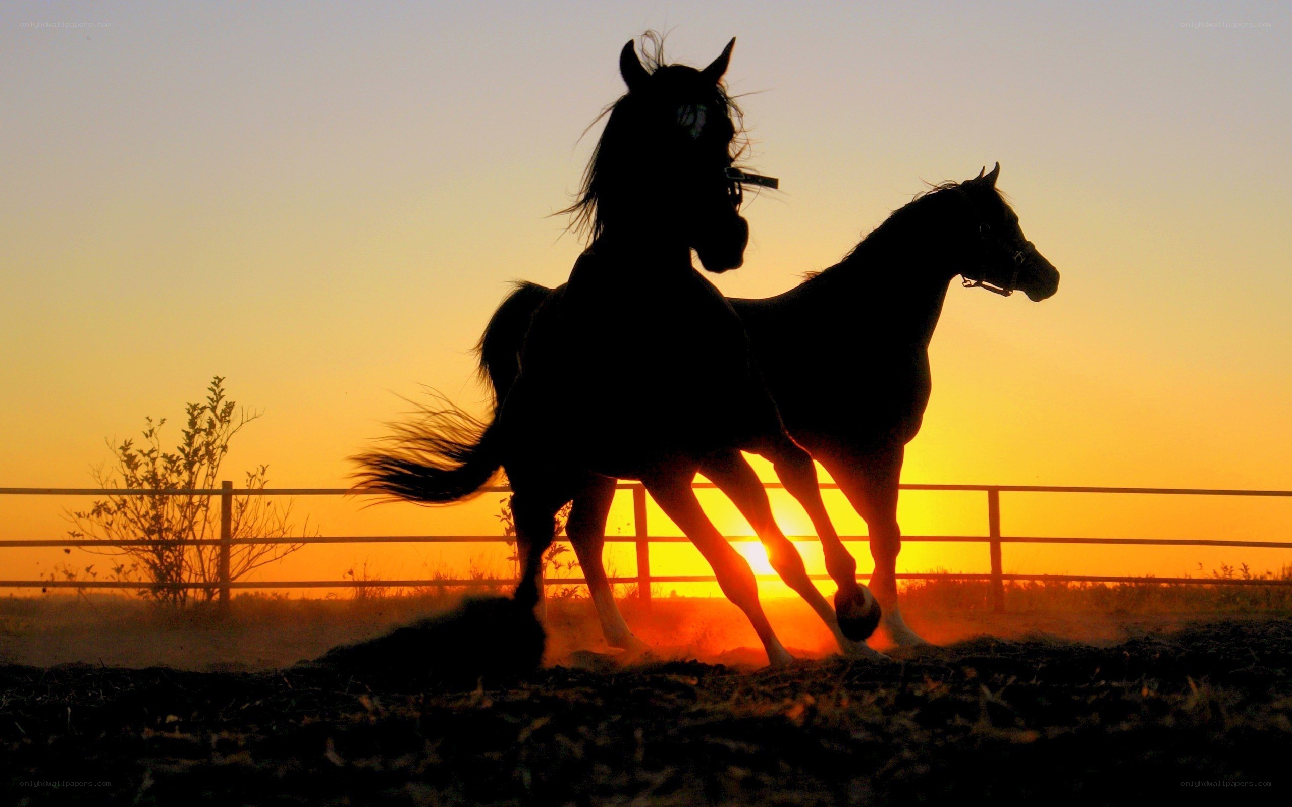 Horses at sunset silhouette